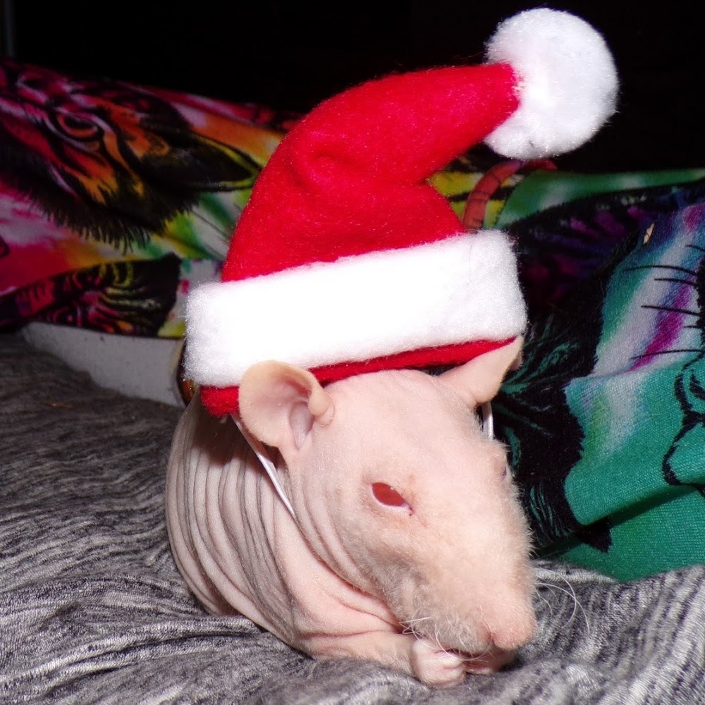 Meet your Posher, Alexis